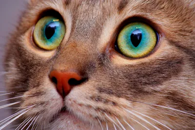 Animal Cat Animals Animals Wallpaper 4K 2000x1333 Animal, Cat, Hd, Desktop, Wallpaper, Background, Image, Gray, Ultrawide, Full HD