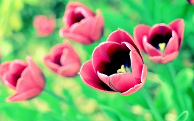 Vibrant Pink Tulips Bloom Nature Wallpaper 4K 1920x1200 Hd, Desktop, Wallpaper, Featuring, Vibrant, Pink, Tulips, In, Bloom, Against, Soft-focus, Green, Ultrawide, Full HD