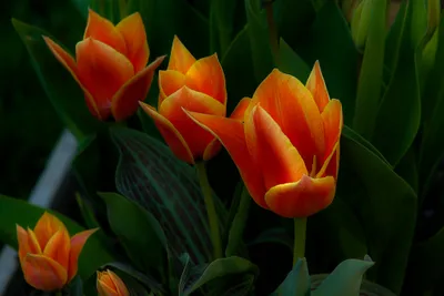 Epic Vibrant Wallpaper Nature Wallpaper 4K 2048x1371 Hd, Desktop, Wallpaper, Featuring, Vibrant, Orange, Tulip, Flowers, Set, Against, Rich, Green, Brown, Red, Landscape, Full HD