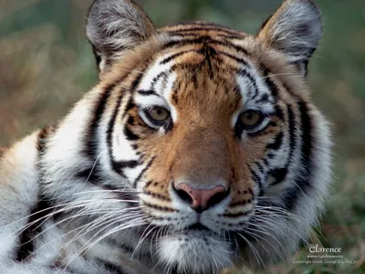 Tiger Staring Intently Animals Wallpaper 4K 1600x1200 Hd, Wallpaper, Of, A, Tiger, Staring, Intently, Showcasing, Striking, Striped, Fur, Piercing, White, Gray, Landscape