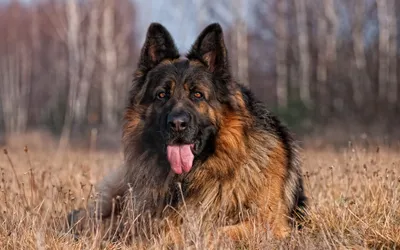 German Shepherd Lying Field Tall Nature Wallpaper 4K 2560x1600 Hd, Desktop, Wallpaper, Featuring, A, German, Shepherd, Lying, Field, Tall, Grass, Bare, Gray, Ultrawide, QHD