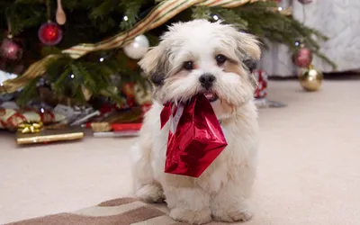 Golden Fluffy Wallpaper Animals Wallpaper 4K 2880x1800 Hd, Desktop, Wallpaper, Featuring, A, Fluffy, Dog, With, Red, Gift, Bag, Mouth, White, Ultrawide, QHD
