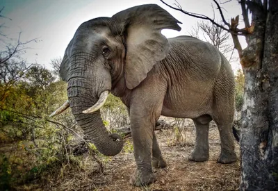 Animal African Bush Elephant Animals Wallpaper 4K 2048x1410 Animal, African, Bush, Elephant, Hd, Desktop, Wallpaper, White, Landscape, Full HD