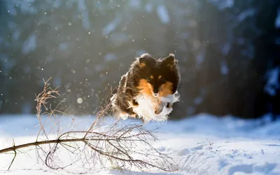 Snow Winter Dog Animals Wallpaper 4K 1920x1200 Snow, Winter, Dog, Animal, Shetland, Sheepdog, Animals, Desktop, White, Ultrawide, Full HD