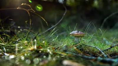 Vibrant Grass Wallpaper Nature Wallpaper 4K 3840x2160 Grass, Nature, Mushroom, Hd, Desktop, Wallpaper, Background, Gray, Brown, Ultrawide, 4k