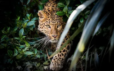 Animal Leopard Animals Animals Wallpaper 4K 1920x1200 Animal, Leopard, Hd, Desktop, Wallpaper:, Background, Image, White, Gray, Ultrawide, Full HD