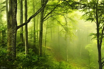 Lush Green Forest Shrouded Fog Nature Wallpaper 4K 2048x1356 A, Lush, Green, Forest, Shrouded, In, Fog, Capturing, Serene, Beauty, Nature, Vibrant, Brown, Orange, Ultrawide, Full HD