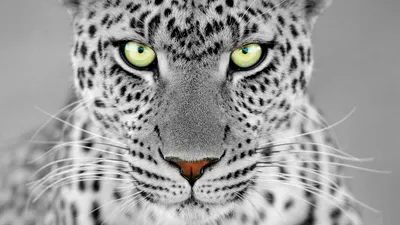 Misty Animal Wallpaper Animals Wallpaper 4K 1920x1080 Animal, Leopard, Hd, Desktop, Wallpaper, Background, Image, White, Gray, Ultrawide, Full HD