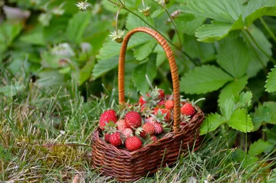 Misty Basket Wallpaper Abstract Wallpaper 4K 2048x1366 Hd, Desktop, Wallpaper, Featuring, A, Basket, Filled, With, Fresh, Strawberries, Surrounded, Green, Brown, Landscape, Full HD