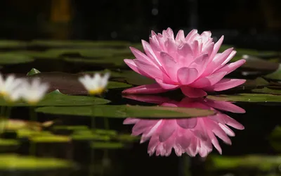 Sleek Pink Wallpaper Nature Wallpaper 4K 2560x1600 A, Pink, Water, Lily, With, Serene, Reflection, Pond, Surrounded, Green, Pads, Captures, Gray, Ultrawide, QHD
