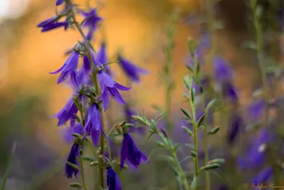 Purple Flower Nature Nature Wallpaper 4K 6000x4000 Purple, Flower, Nature, Hd, Desktop, Wallpaper, Orange, Landscape, 4k