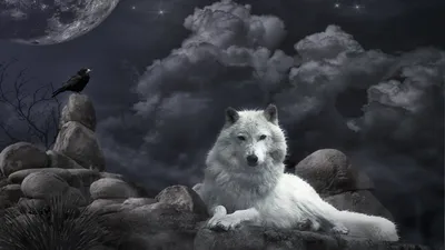 Golden Majestic Wallpaper Nature Wallpaper 4K 1920x1080 Hd, Wallpaper, Featuring, A, Majestic, Wolf, Resting, On, Rocks, Raven, Nearby, Under, Gray, White, Ultrawide, Full HD