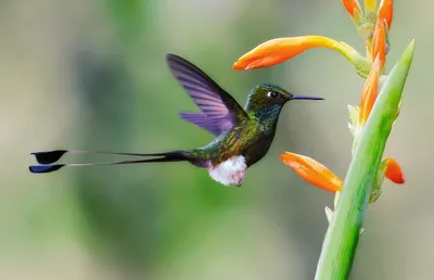 Close Hummingbird Iridescent Feathers Nature Wallpaper 4K 2560x1650 Close-up, Hd, Desktop, Wallpaper, Of, A, Hummingbird, With, Iridescent, Feathers, Hovering, Near, Gray, Ultrawide, QHD