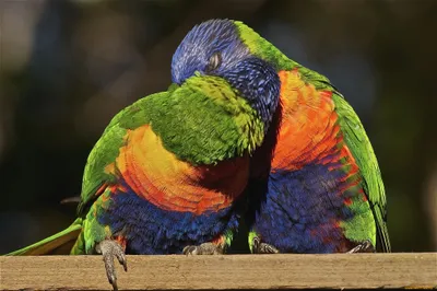 Two Vibrant Rainbow Abstract Wallpaper 4K 2048x1360 Two, Vibrant, Rainbow, Lorikeets, Perched, Closely, Together, Captured, Sharp, Detail, Desktop, Gray, Ultrawide, Full HD
