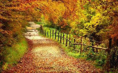 Serene Fall Landscape Tree Nature Wallpaper 4K 2560x1600 A, Serene, Fall, Landscape, With, Tree-lined, Path, Covered, Colorful, Autumn, Leaves, High-definition, Orange, Ultrawide, QHD