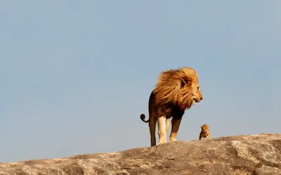 Bold Majestic Wallpaper Animals Wallpaper 4K 1680x1050 Hd, Desktop, Wallpaper, Showing, A, Majestic, Lion, And, Cub, Standing, Rocky, Outcrop, Gray, Ultrawide
