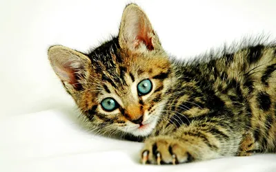 Serene Close Wallpaper Abstract Wallpaper 4K 1920x1200 Hd, Desktop, Wallpaper, Featuring, A, Close-up, Of, Tabby, Kitten, Bright, Blue, Eyes, White, Ultrawide, Full HD