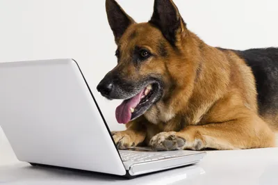 German Shepherd Its Animals Wallpaper 4K 5127x3412 Hd, Desktop, Wallpaper, Featuring, A, German, Shepherd, With, Tongue, Out, Attentively, Looking, White, Ultrawide, 4k