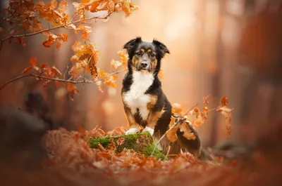 Sleek Fall Wallpaper Animals Wallpaper 4K 2048x1356 Fall, Animal, Dog, Hd, Desktop, Wallpaper, Background, White, Gray, Ultrawide, Full HD