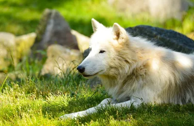 Calm White Wallpaper Animals Wallpaper 4K 2560x1675 A, White, Wolf, Bathed, In, Sunshine!!, Lies, Calmly, Green, Grass, Captured, High-definition, Gray, Ultrawide, QHD