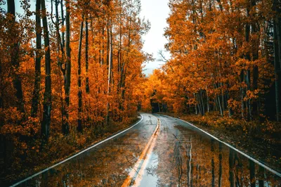 Sleek Forest Wallpaper Wallpaper 4K, Nature category