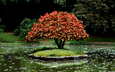 Bold Vibrant Wallpaper Wallpaper 4K, Nature category