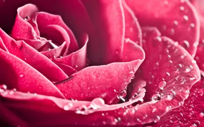 Bright Close Wallpaper Wallpaper 4K, Nature category