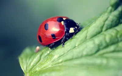Vivid Animal Wallpaper Animals Wallpaper 4K 2560x1600 Animal, Ladybug, Hd, Desktop, Wallpaper, Background, Image, Gray, Ultrawide, QHD