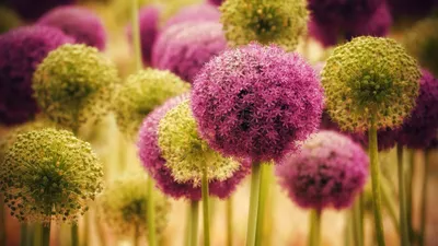 Dark Flower Wallpaper Nature Wallpaper 4K 2560x1440 Flower, Nature, Allium, Hd, Desktop, Wallpaper, Background, Orange, Ultrawide, QHD