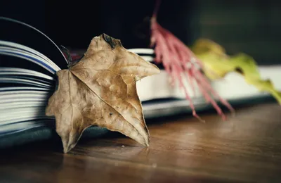 Close Book Autumn Leaves Nature Wallpaper 4K 2000x1300 A, Close-up, Of, Book, With, Autumn, Leaves, Resting, Creating, Warm, Inviting, Atmosphere, Gray, Ultrawide, Full HD