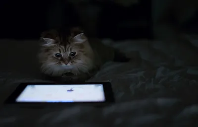 Fluffy Cat Intently Watching Animals Wallpaper 4K 2048x1314 Hd, Wallpaper, Of, A, Fluffy, Cat, Intently, Watching, Tablet, Screen, Dimly, Lit, White, Ultrawide, Full HD