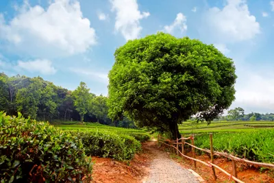 Sleek Scenic Wallpaper Nature Wallpaper 4K 4368x2912 A, Scenic, Hd, Desktop, Wallpaper, Featuring, Lush, Green, Field, Spring, Path, Bordered, White, Gray, Landscape, 4k