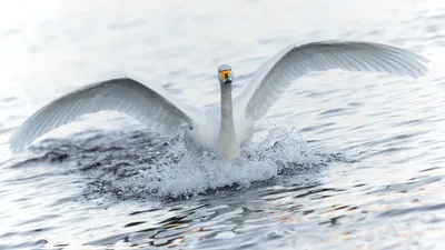 Golden Whooper Wallpaper Animals Wallpaper 4K 1920x1080 Whooper, Swan, Spreading, Wings, Splashing, Across, Rippled, Water, Desktop, Animal, Close-up, White, Ultrawide, Full HD
