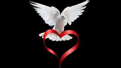 White Dove Gracefully Black/Dark Wallpaper 4K 1920x1080 A, White, Dove, Gracefully, Soars, Above, Red, Ribbon, Shaped, Like, Heart, Set, Ultrawide, Full HD