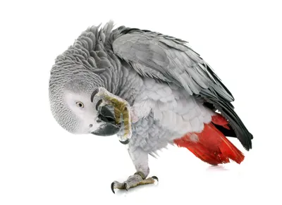 African Grey Parrot Bird Animals Wallpaper 4K 5000x3644 4k, Ultra, Hd, Pc, Desktop, Wallpaper, Of, An, African, Grey, Parrot, Bird, White, Gray, Landscape