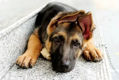 Young German Shepherd Abstract Wallpaper 4K 3872x2592 Hd, Desktop, Wallpaper, Featuring, A, Young, German, Shepherd, Lying, Steps, Looking, Directly, White, Landscape, 4k