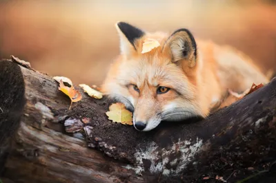 Serene Fox Resting Log Animals Wallpaper 4K 2048x1367 Hd, Desktop, Wallpaper, And, Background, Featuring, A, Serene, Fox, Resting, Log, Surrounded, Gray, Purple, White, Landscape, Full HD