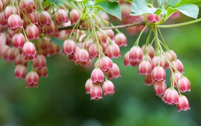Close Delicate Pink Flowers Nature Wallpaper 4K 3200x2000 A, Close-up, Of, Delicate, Pink, Flowers, Hanging, From, Branch, Set, Against, Lush, Brown, Gray, White, Ultrawide, QHD