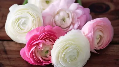 Vibrant Arrangement Pink White Nature Wallpaper 4K 1920x1080 A, Vibrant, Arrangement, Of, Pink, And, White, Roses, Wooden, Surface, Highlighting, Beauty, Ultrawide, Full HD