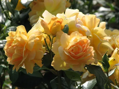 Nature Rose Bush Nature Wallpaper 4K 2640x1980 Nature, Rose, Bush, Hd, Desktop, Wallpaper, Background, White, Orange, Brown, Landscape, QHD
