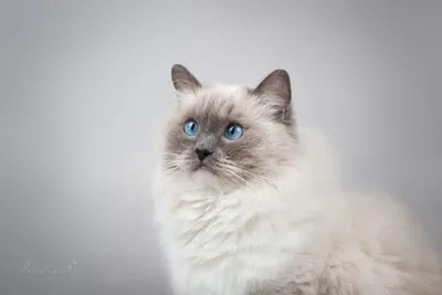 Serene Portrait Wallpaper Animals Wallpaper 4K 2415x1610 Portrait, Of, A, Fluffy, White, Cat, With, Striking, Blue, Eyes, Against, Soft, Gray, Landscape, Full HD