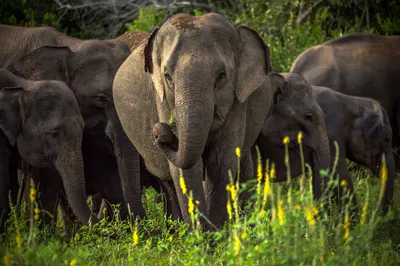 Asian Elephant Herd Animal Walking Animals Wallpaper 4K 2048x1365 Hd, Pc, Desktop, Wallpaper/background:, An, Asian, Elephant, Herd, Animal, Walking, Through, Tall, Brown, Gray, Ultrawide, Full HD