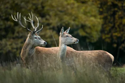 Serene Majestic Wallpaper Animals Wallpaper 4K 2048x1367 A, Majestic, Pair, Of, Deer, Stands, Gracefully, In, Lush, Green, Setting, Captured, Gray, Brown, Landscape, Full HD