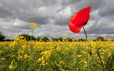 Vibrant Red Poppy Nature Wallpaper 4K 2560x1600 Hd, Desktop, Wallpaper, Featuring, A, Vibrant, Red, Poppy, Standing, Tall, Vast, Field, Gray, Ultrawide, QHD