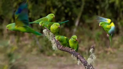 Sleek Vibrant Wallpaper Abstract Wallpaper 4K 1920x1080 Hd, Wallpaper, Featuring, Vibrant, Green, Parakeets, Perched, And, Flight, Branch, Set, Against, Gray, Brown, Ultrawide, Full HD