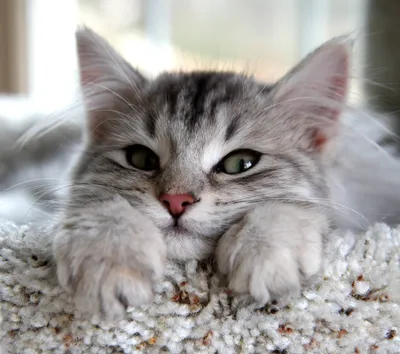 Calm Relaxed Wallpaper Animals Wallpaper 4K 2909x2579 Hd, Desktop, Wallpaper, Featuring, A, Relaxed, Fluffy, Grey, White, Cat, Striking, Green, Gray, Square, QHD