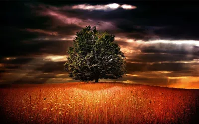 Vivid Solitary Wallpaper Nature Wallpaper 4K 1920x1200 A, Striking, Hd, Desktop, Wallpaper, Featuring, Solitary, Tree, Against, Dramatic, Sky, Surrounded, Orange, White, Brown, Ultrawide, Full HD