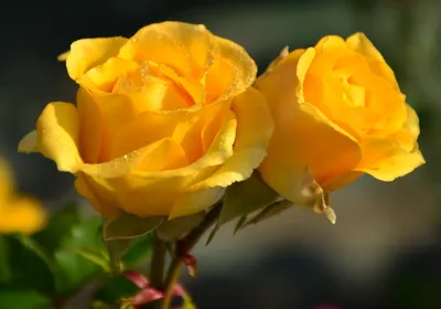 Vibrant Close Two Yellow Roses Nature Wallpaper 4K 3130x2190 A, Vibrant, Close-up, Of, Two, Yellow, Roses, With, Soft, Petals, Set, Against, Purple, Landscape, QHD