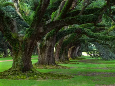 Radiant Row Wallpaper Nature Wallpaper 4K 1600x1200 Hd, Pc, Desktop, Wallpaper, Featuring, A, Row, Of, Large, Moss-covered, Trees, Creating, Brown, Landscape