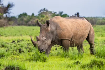 Quad Rhino Animal Grazing Green Animals Wallpaper 4K 3500x2333 2k, Quad, Hd, Pc, Desktop, Wallpaper, And, Background, Rhino, Animal, Grazing, Green, White, Ultrawide, QHD